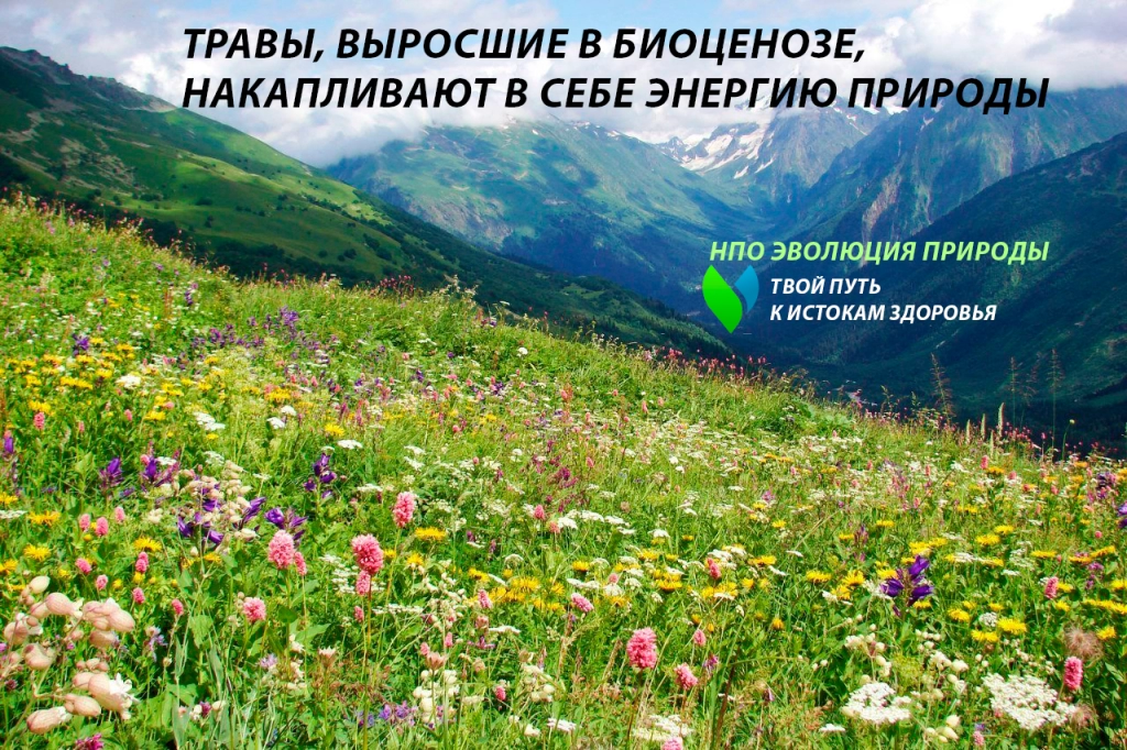 травы.png травы.png
